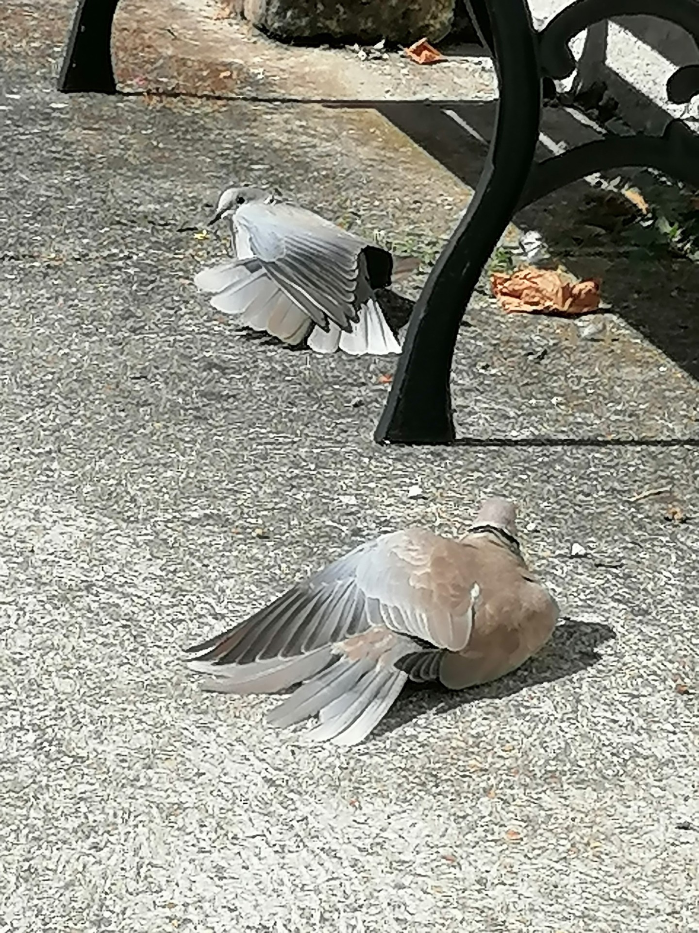 nos amis les  tourterelles