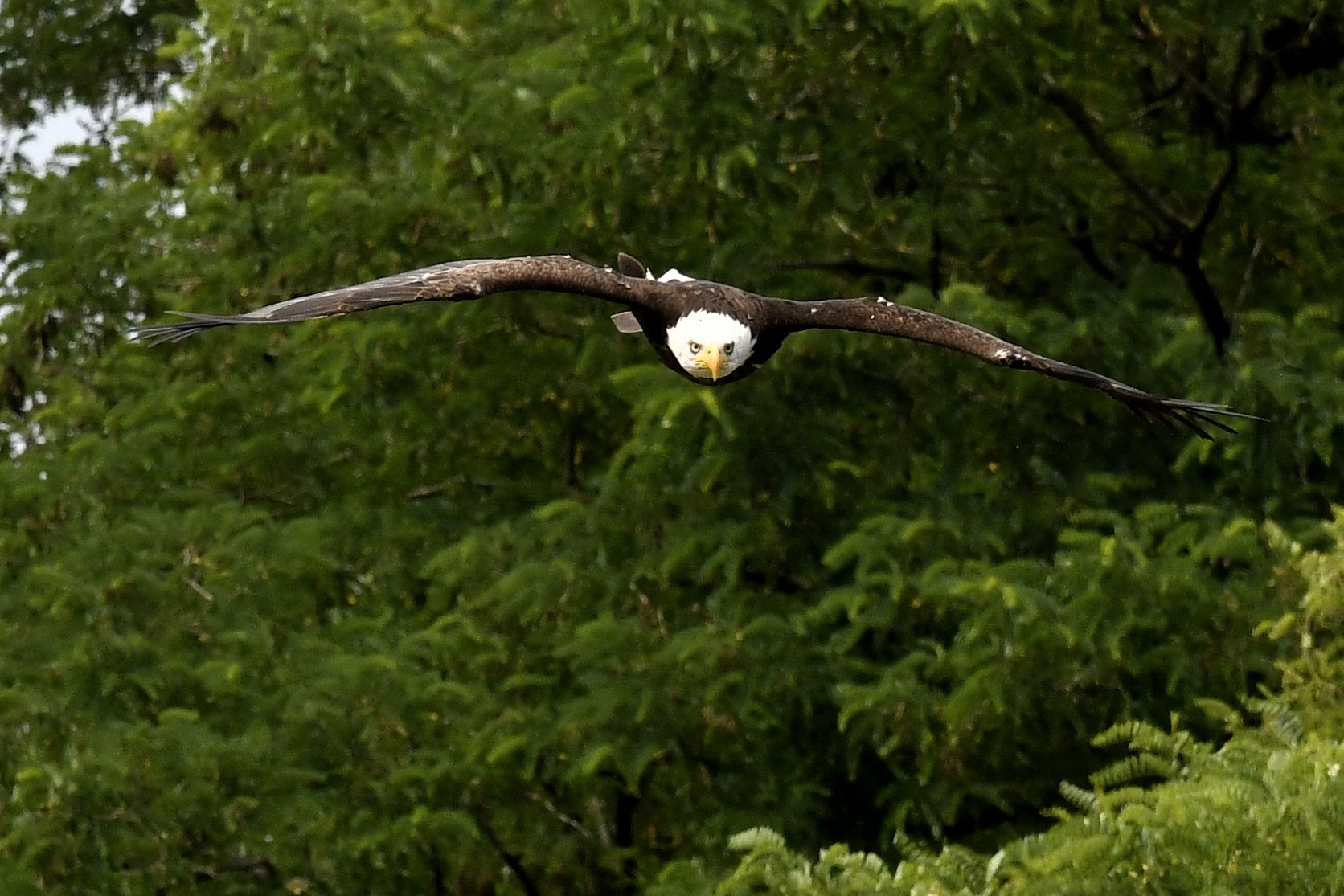 Les Maîtres des airs au ZooParc de Beauval