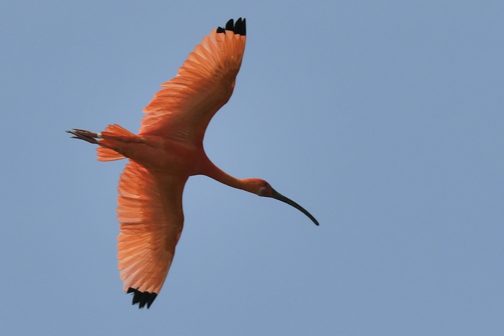 Les Maîtres des airs au ZooParc de Beauval