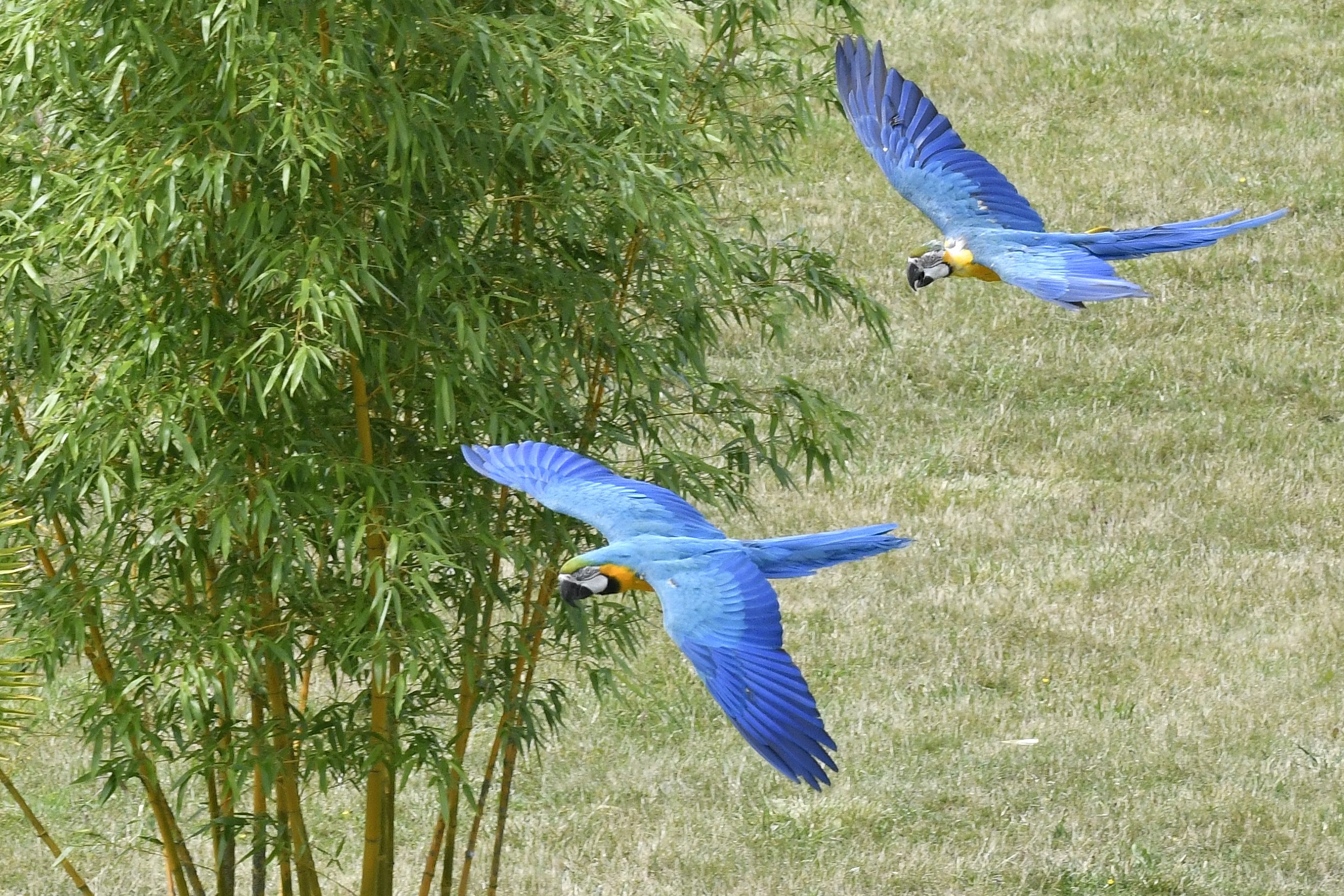 Les Maîtres des airs au ZooParc de Beauval