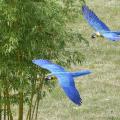 Les Maîtres des airs au ZooParc de Beauval