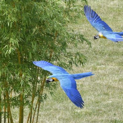 Le spectacle des Maîtres des Airs au ZooParc de Beauval